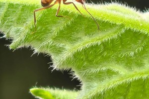 蚂蚁价格：蚂蚁价格多少钱一斤