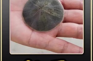 沙钱价格：沙钱有什么价值