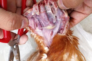 k豆钱包老显示有病毒